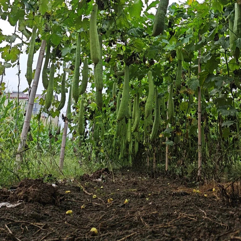 Green loofah gourds hanging from a vine in a garden setting.