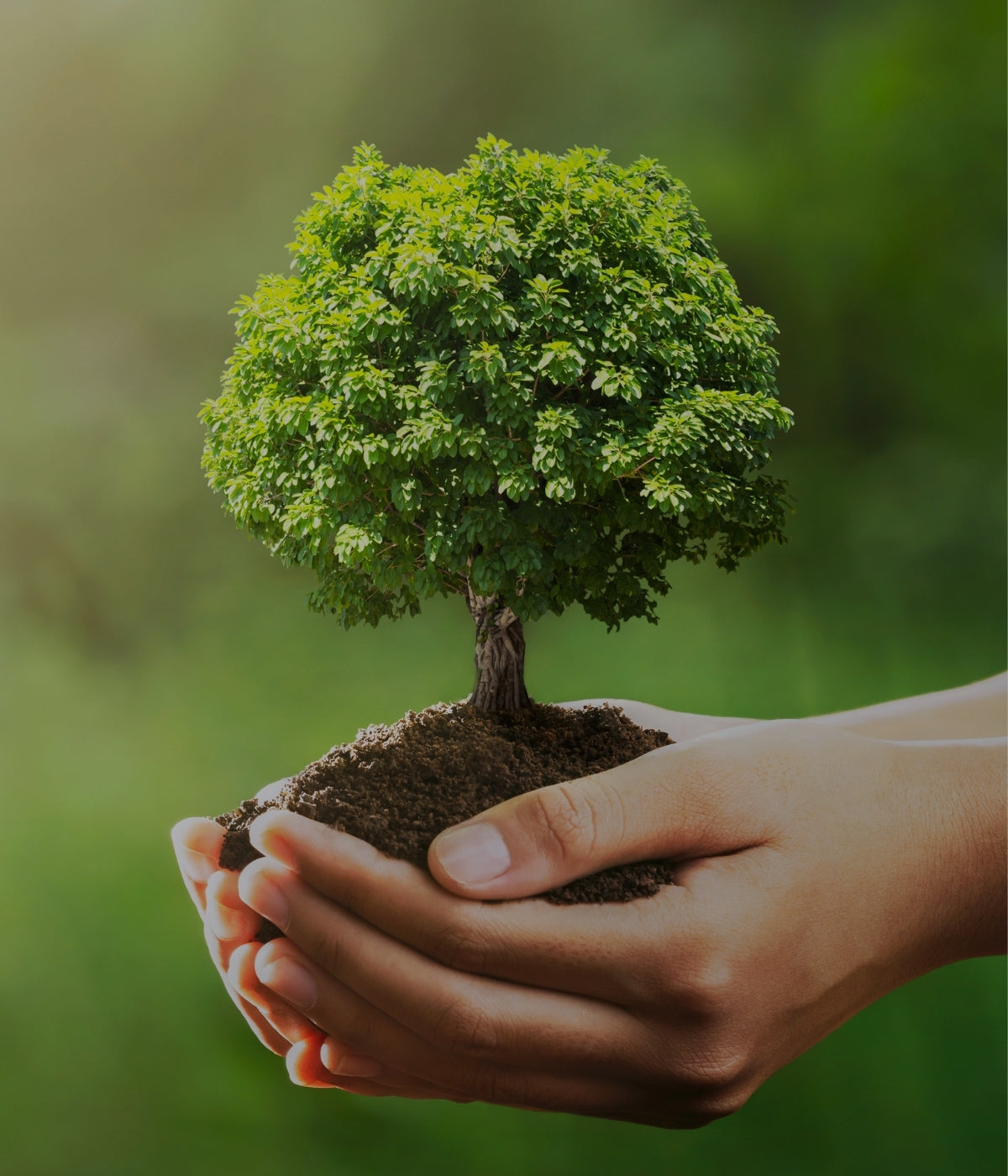 Hands holding growing tree
