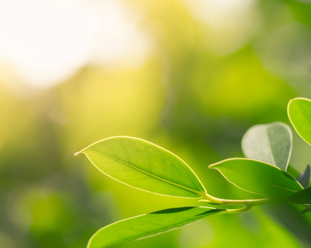 Green Leaves - Nature sign